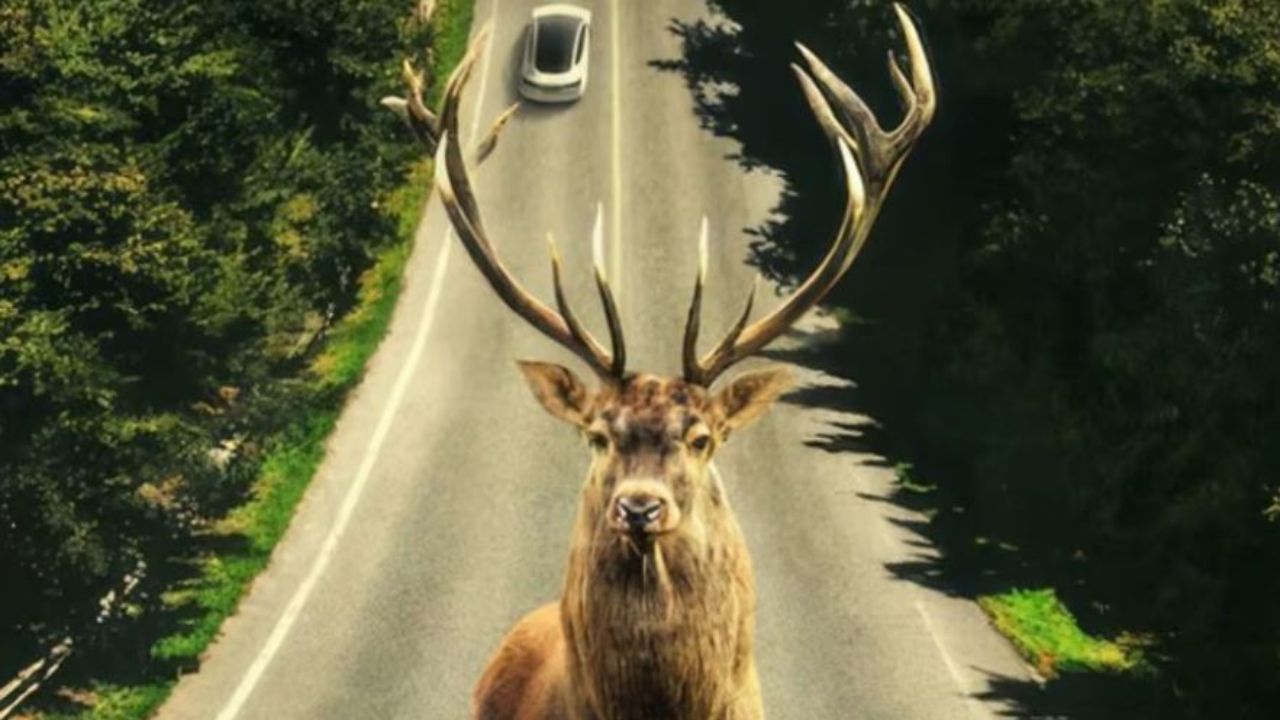 One Reddit user believes the deer was a warning about something happening in the nature. blurred-reality.com