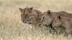 Growing Up Animal on Disney Plus: Narrator Tracee Ellis Ross, Story, Details, and More!