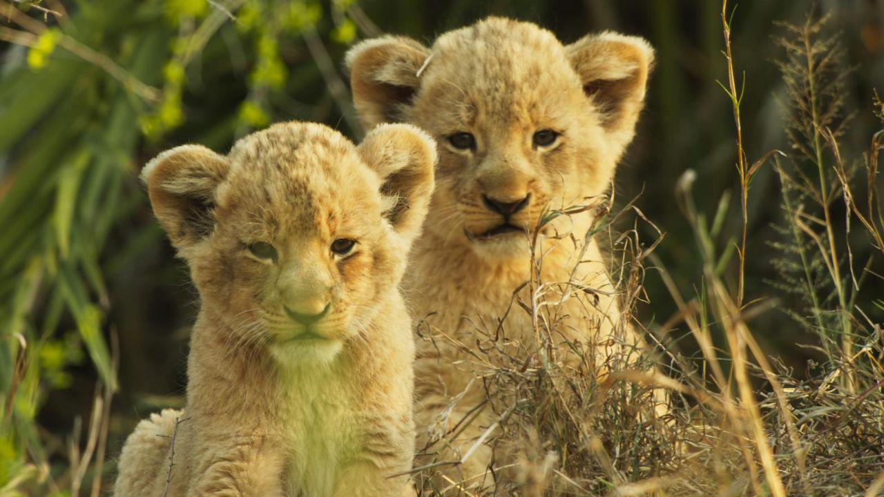 wild babies netflix do any die